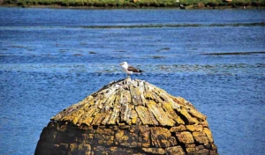 Gull at Clifden Pier